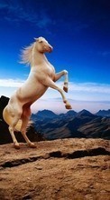 Animals, Horses till OnePlus One