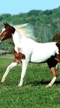 Ladda ner Animals, Horses bilden 1024x600 till mobilen.