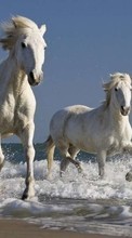 Horses,Animals till Samsung Galaxy On7