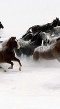 Horses,Animals till Sony Xperia C3