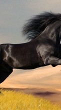 Horses,Animals till Lenovo TAB 2 A7 20F
