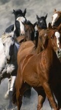 Horses,Animals till Motorola Droid