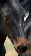 Horses,Animals till Sony Xperia Z1S