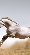 Horses,Animals till Samsung Wave 2