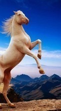 Animals, Horses till HTC Desire 310