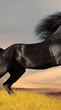 Animals, Horses till Sony Ericsson W395