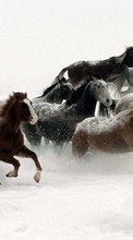 Ladda ner Horses, Animals, Winter bilden till mobilen.