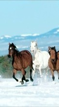 Ladda ner Animals, Winter, Horses bilden 800x480 till mobilen.