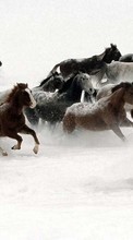 Ladda ner Animals, Winter, Horses bilden 1080x1920 till mobilen.