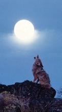 Ladda ner Animals, Wolfs, Moon bilden 1080x1920 till mobilen.