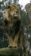 Ladda ner Animals, Lions bilden 1080x1920 till mobilen.