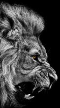 Lions, Animals till Lenovo S820