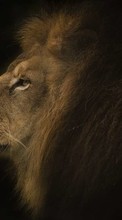 Lions, Animals till Lenovo A369i