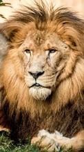 Lions, Animals till Samsung Galaxy Note 4