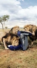 Ladda ner Lions,Animals bilden till mobilen.