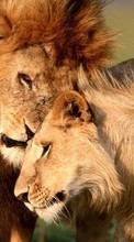 Lions,Animals till Samsung Galaxy Core 2