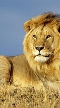 Lions,Animals till LG Nexus 5X