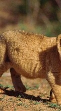 Animals, Lions till Nokia Lumia 520