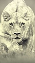 Lions,Animals till Sony Xperia Z Ultra