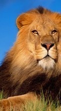 Animals, Lions till Asus ZenFone Go ZC500TG