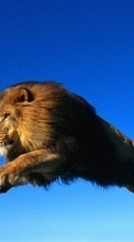Ladda ner Animals, Lions bilden 1024x600 till mobilen.