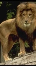 Animals, Lions till Samsung Galaxy Pocket Neo