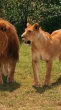 Ladda ner Animals, Lions bilden 1024x600 till mobilen.
