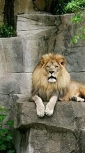 Ladda ner Animals, Lions bilden 1280x800 till mobilen.