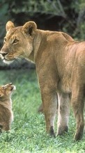 Animals, Lions till Lenovo S580