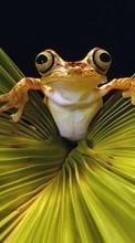 Ladda ner Animals, Frogs bilden 320x240 till mobilen.