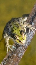 Frogs, Animals till LG Optimus Link P690