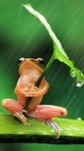 Ladda ner Frogs,Animals bilden till mobilen.
