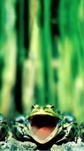 Ladda ner Frogs,Animals bilden till mobilen.