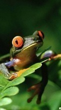 Ladda ner Animals, Frogs bilden 720x1280 till mobilen.