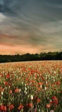Ladda ner Landscape, Sky, Poppies bilden 800x480 till mobilen.
