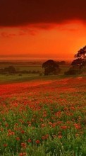 Ladda ner Poppies,Landscape,Fields,Sunset bilden till mobilen.