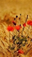 Poppies, Wheat, Plants till LG Optimus Pro C660