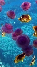 Jellyfish, Sea, Fishes, Animals