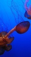 Jellyfish, Sea, Animals