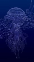 Ladda ner Animals, Sea, Jellyfish bilden 128x160 till mobilen.