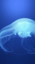 Ladda ner Animals, Water, Jellyfish bilden 800x480 till mobilen.