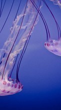 Jellyfish,Animals till BlackBerry Torch 9860