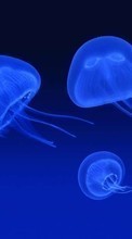 Ladda ner Animals, Sea, Jellyfish bilden 128x160 till mobilen.