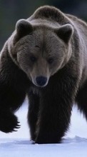 Bears, Animals till Sony Xperia 5 II