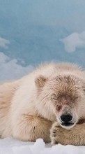 Bears,Animals till Samsung Galaxy Win