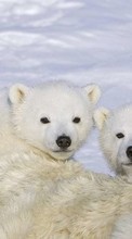 Animals, Winter, Bears till HTC Desire 200