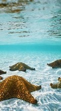 Ladda ner Landscape, Water, Sea, Starfish bilden 1280x800 till mobilen.