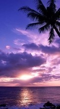 Landscape, Sunset, Sky, Sea, Sun, Palms till BlackBerry Bold 9000