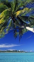 Sea, Palms, Landscape till LG KS360