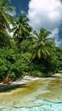 Sea,Palms,Landscape till Sony Ericsson P1